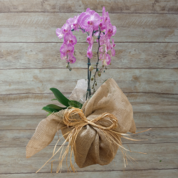 Orquídea Phalaenopsis 3 Hastes na Juta "Foto real do produto"